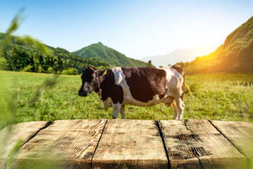 Table background of free space and cow on grass 