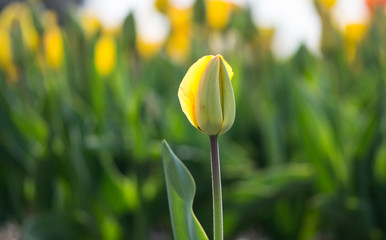 Yellow tulip in the field
