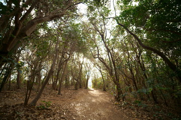 Fototapeta premium Deep Nature Forest(surrounded with tall trees) , Shimoda, Japan 