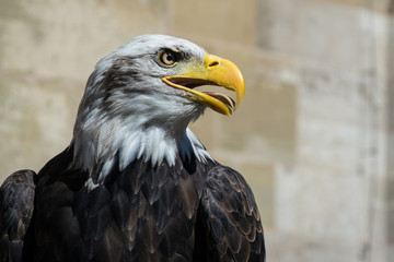 Weißkopfseeadler
