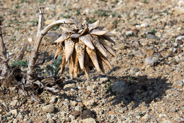 dried flower in the desert for text