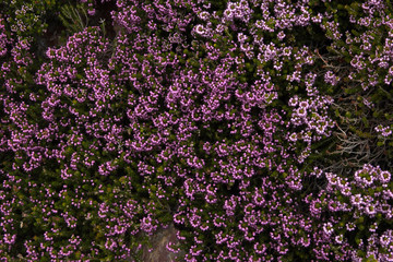Obraz premium background of purple flowers for text