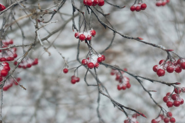red berries in snow