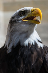 Weißkopfseeadler