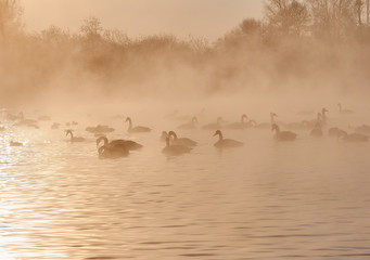 A large group of swans and ducks floats on the lake in golden glow at sunset in winter.