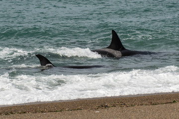 Fototapeta premium Orca attacking sea lions, Patagonia Argentina