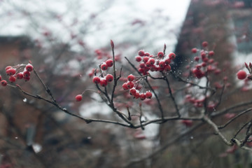 red berries in snow