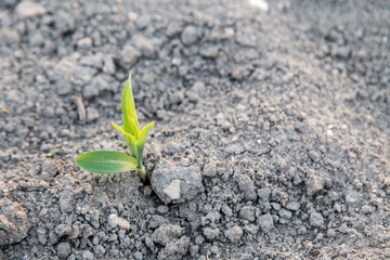 Young green corn growing on the field