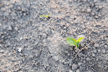 Young green corn growing on the field
