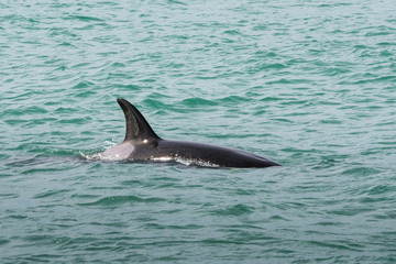 Orca attacking sea lions, Patagonia Argentina