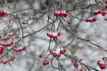 red berries in snow