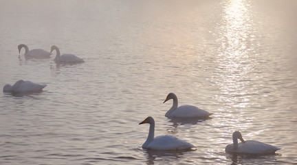A group of white swans and black ducks swims around the lake in the winter at sunset.