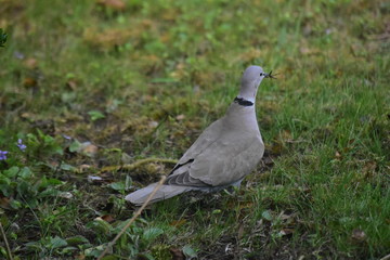 AFNOISEAUPIGEON007395D59ND3500009