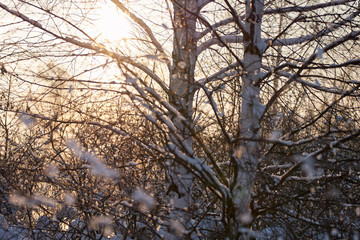 two birch trees covered with thick flakes of snow in the winter at sunset. Abstraction cold winter evening. for background