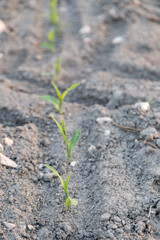 Young green corn growing on the field