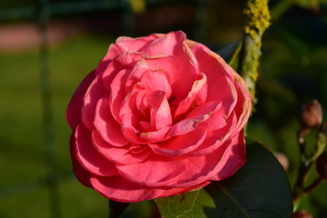 FL007395D59ND3500008