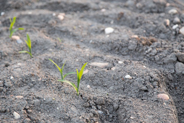 Young green corn growing on the field