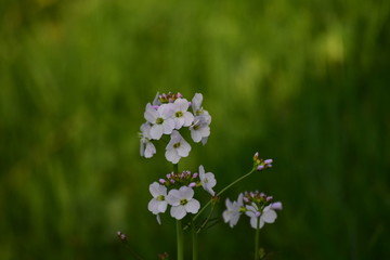 FL007395D59ND3500007