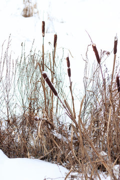 winter. The lake was covered with snow. the reed did not wait for the cold