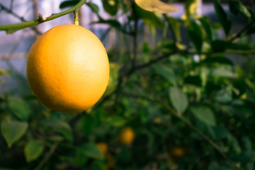 juicy yellow lemon growing in a greenhouse framed with beautiful green leaves.