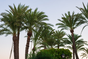 palm tree tops