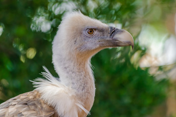 griffon vulture (Gyps fulvus), head portrait, with vegetation background