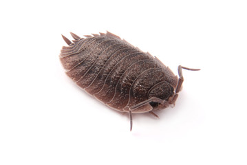  Woodlice (Porcellio scaber) isolated