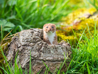 Weasel or Least weasel (mustela nivalis)