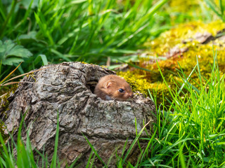 Weasel or Least weasel (mustela nivalis)