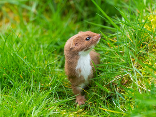 Weasel or Least weasel (mustela nivalis)