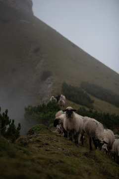Schafherde am grasen