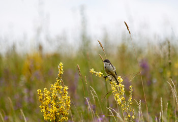 nestling on a flower