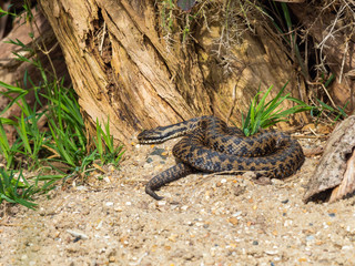 Vipera berus, the common European adder or common European viper,