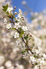 Flowers bloom on branch of cherry tree in spring in sunlight close up