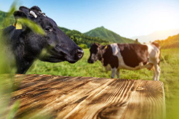 Table background of free space and cows on grass. 