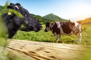 Table background of free space and cows on grass. 