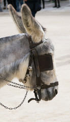 Donkey for rides in Chinchon Square, Madrid