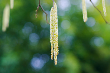 inflorescences of hazelnut hazel in closeup
