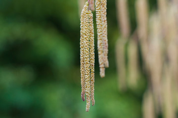 inflorescences of hazelnut hazel in closeup