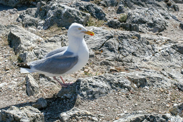 Seagull in Brittany France