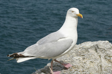 Fototapeta na wymiar Seagull in Brittany France
