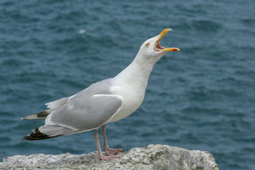 Seagull in Brittany France