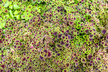 Top view of Green leaves background