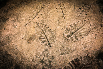 Marks of nature leafs on the concrete background