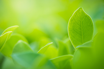 Close up beautiful view of nature green leaves on blurred greenery tree background with sunlight in public garden park. It is landscape ecology and copy space for wallpaper and backdrop.