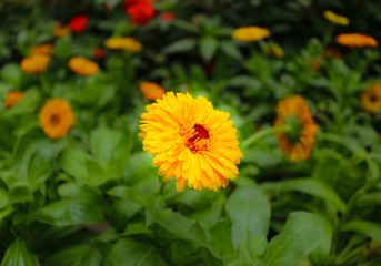 Blooming yellow flower on blurred background