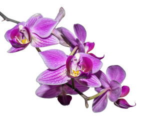 Flower to orchids insulated on white background