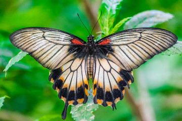 Great Mormon butterfly (Papilio memnon), with open wings, and green vegetation background