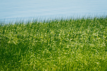 Green grasses along water in Newburyport, Massachusetts