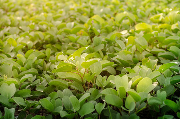 Beach morning glory cover on beach during sunset. Background